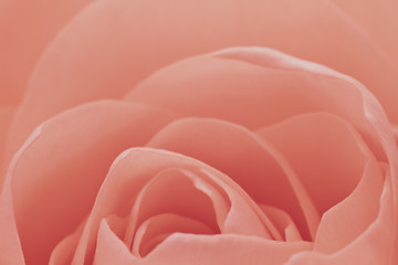 Image showing pink rose macro