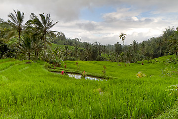 Image showing rice fields in Bali, Indonesia