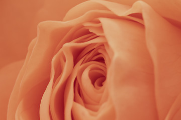 Image showing orange rose macro