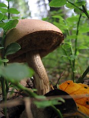 Image showing Mushroom.