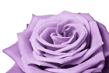 Image showing violet rose