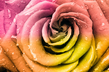 Image showing multicolor rose