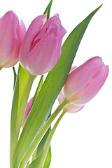 Image showing pink tulips