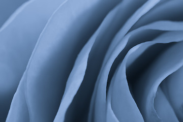 Image showing blue rose macro