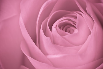 Image showing pink rose macro