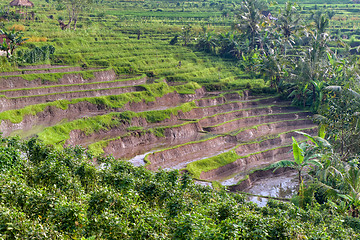 Image showing rice fields in Bali, Indonesia