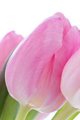 Image showing pink tulips