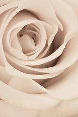 Image showing white rose close up