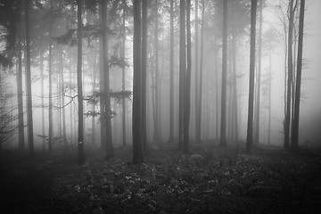 Image showing misty forest