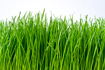 Image showing green grass