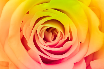 Image showing multicolor rose