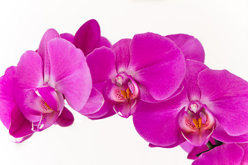 Image showing pink orchid