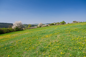 Image showing grassland in the springtime