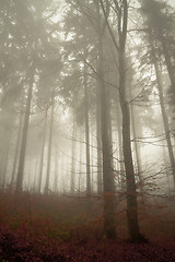 Image showing misty forest