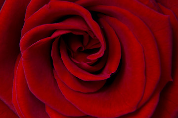 Image showing red rose