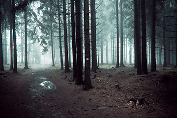 Image showing misty forest