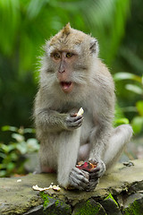 Image showing Monkey (Macaca fascicularis)