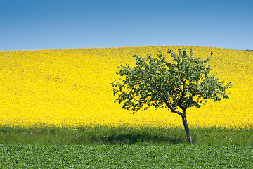 Image showing rape field