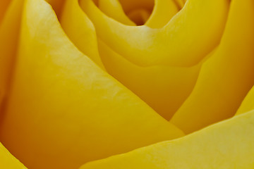 Image showing yellow rose macro