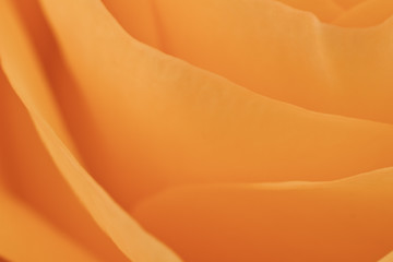 Image showing orange rose macro