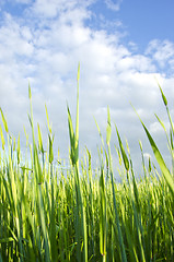 Image showing Meadow grass closeup macro background blue sky 