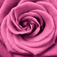 Image showing pink rose