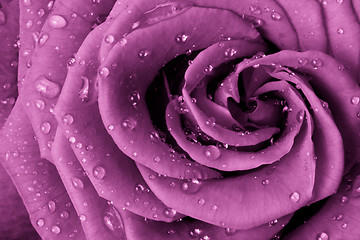 Image showing pink rose