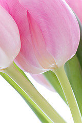 Image showing pink tulips