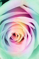 Image showing multicolor rose