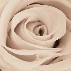 Image showing white rose close up