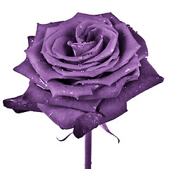 Image showing violet rose