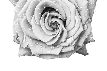 Image showing white rose