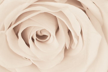 Image showing white rose close up