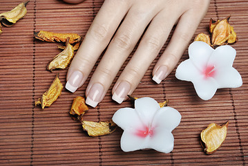 Image showing French Manicure