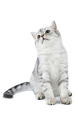 Image showing silver tabby Scottish cat sitting and looking up