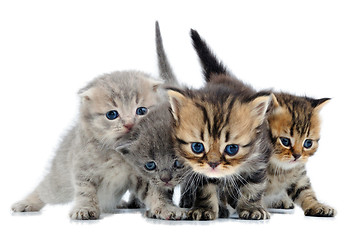 Image showing group of little kittens