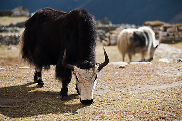 Image showing Yaks in highland village in Himalayas