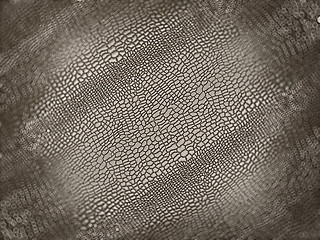 Image showing Alligator skin with shallow DOF