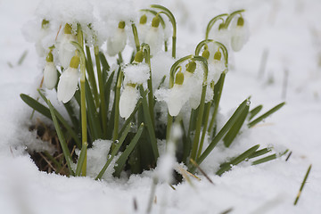 Image showing galanthus nivalis