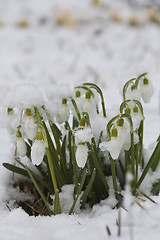 Image showing snowdrops