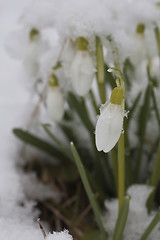 Image showing snowdrop