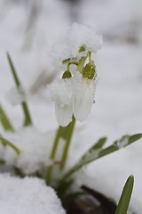 Image showing snowdrops