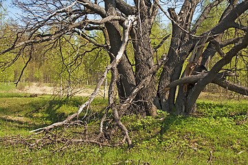 Image showing Old oak tree in spring time