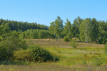 Image showing Forest glade