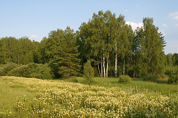 Image showing Blooming forest glade