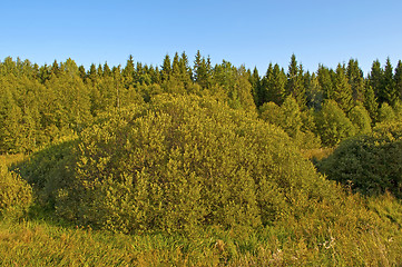 Image showing Summer forest at sunset