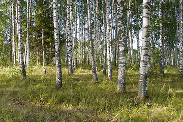 Image showing Birch forest