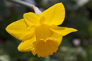 Image showing Daffodil (Narcissus)