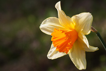 Image showing Daffodil (Narcissus)