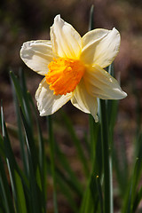 Image showing Daffodil (Narcissus)